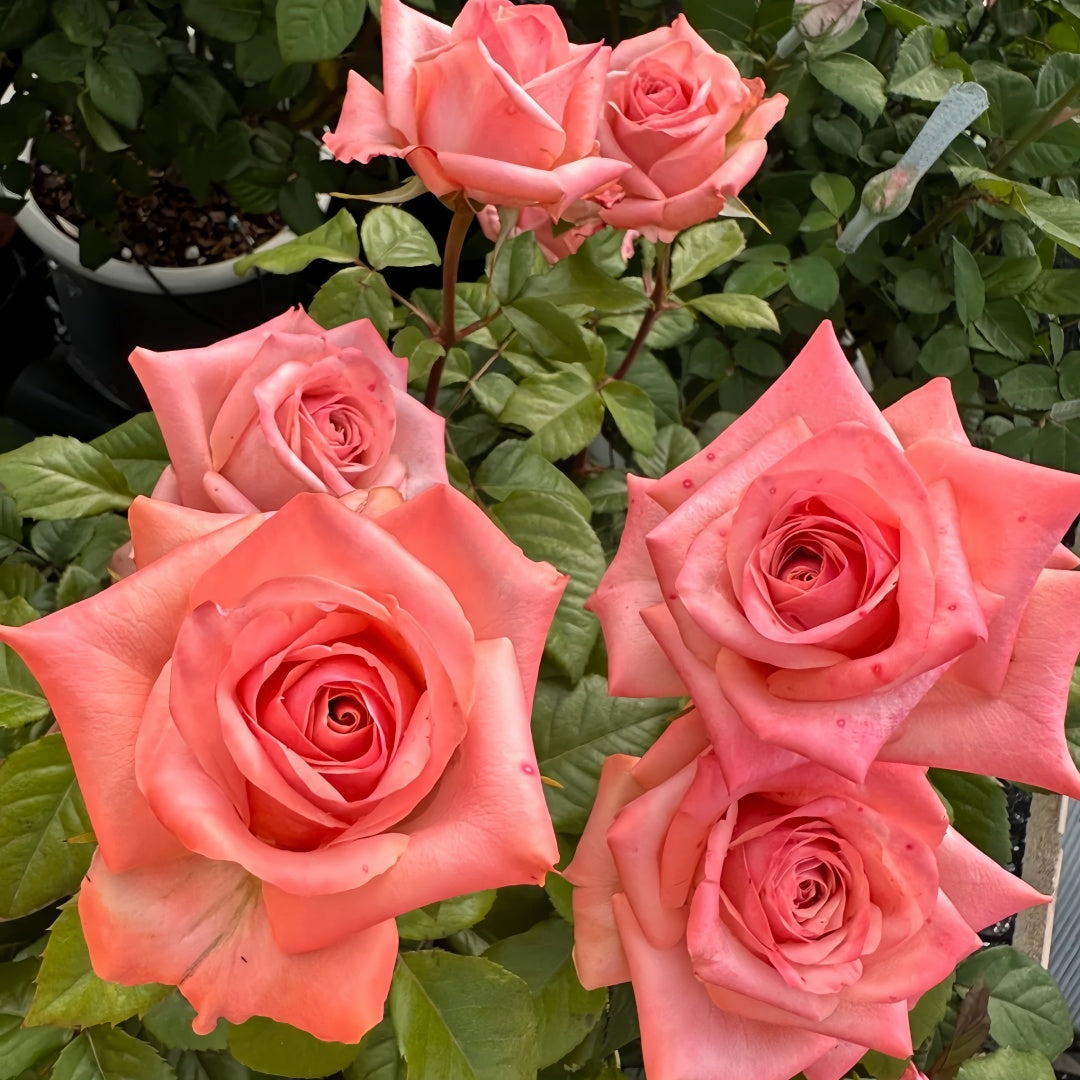 Havana Rose