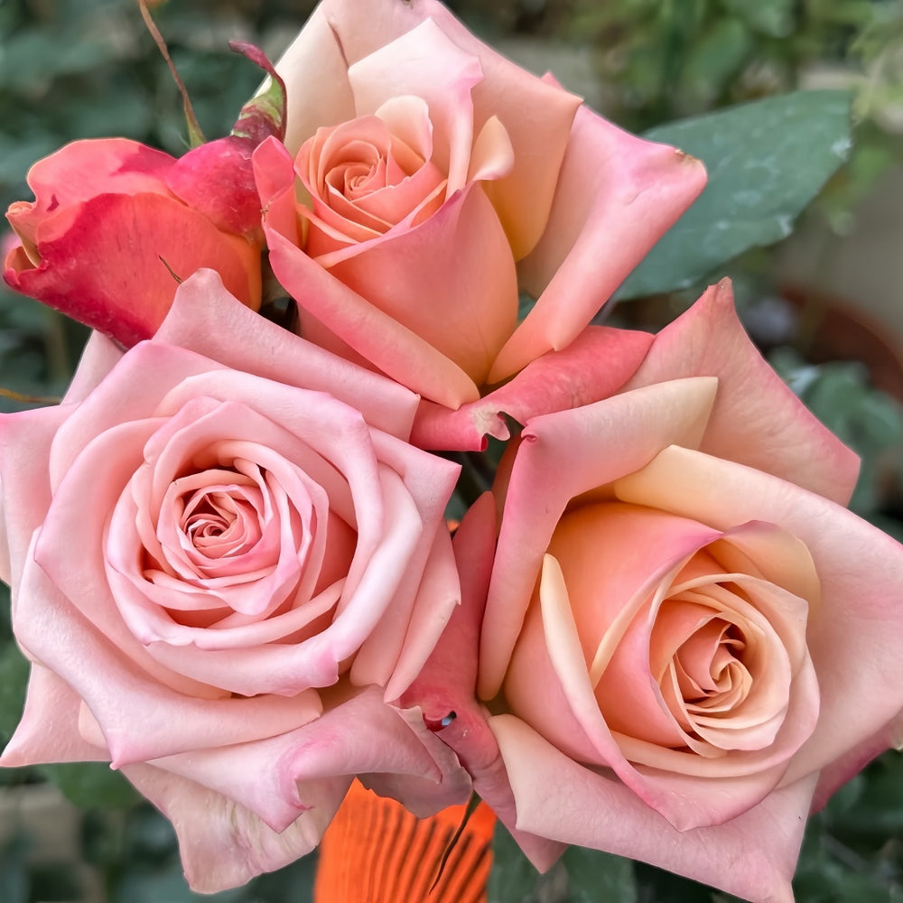 Havana Rose