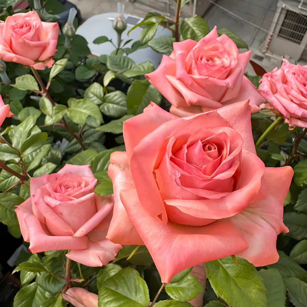 Havana Rose