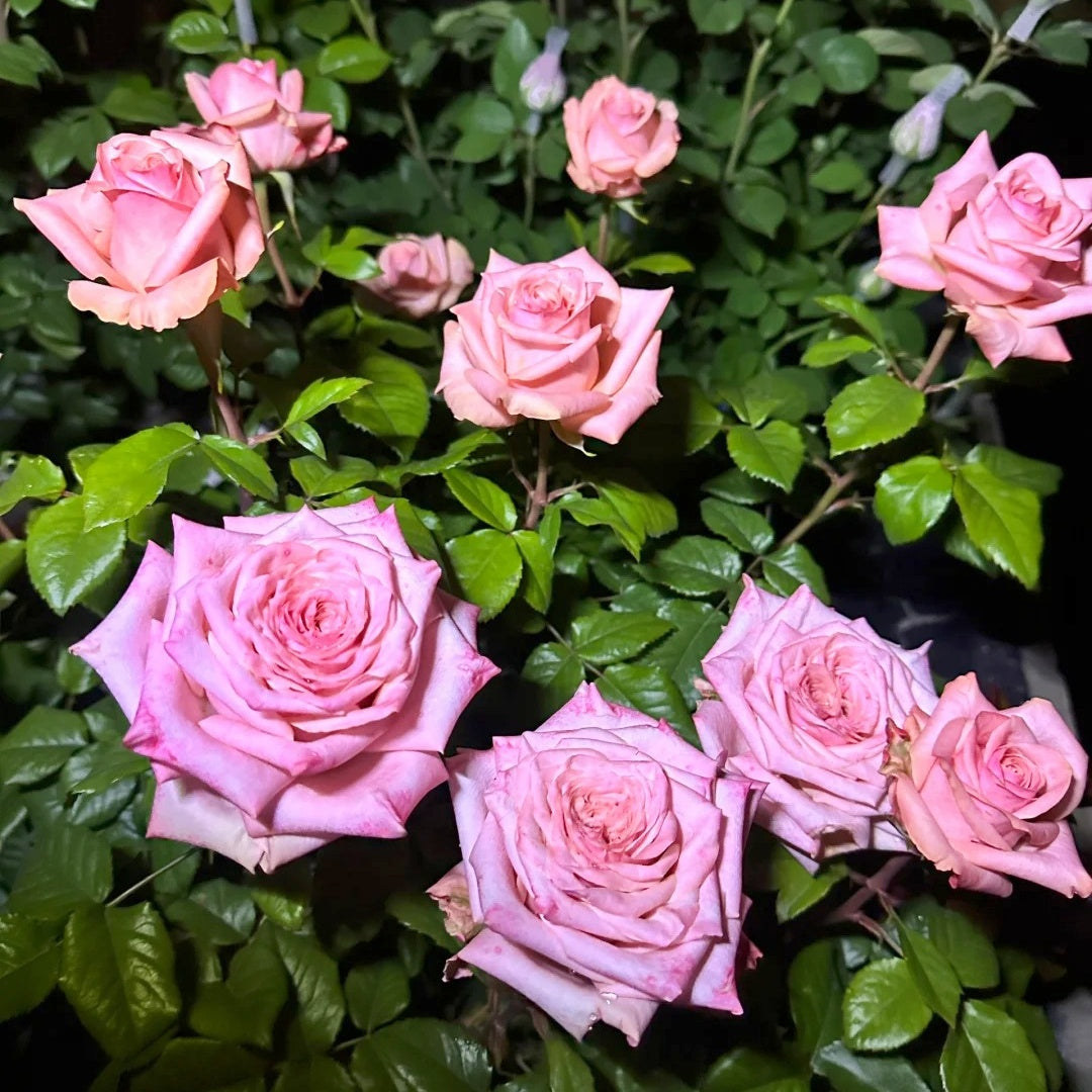 Havana Rose