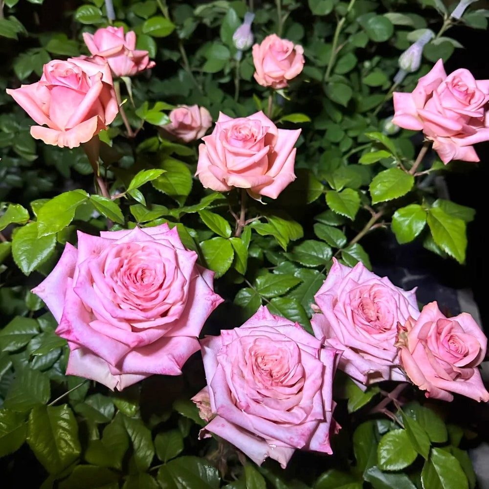 Havana Rose