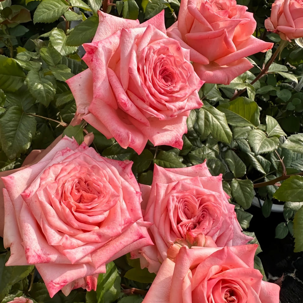 Havana Rose