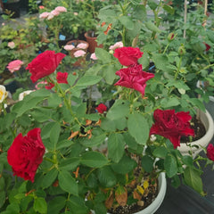 Hearts Rose