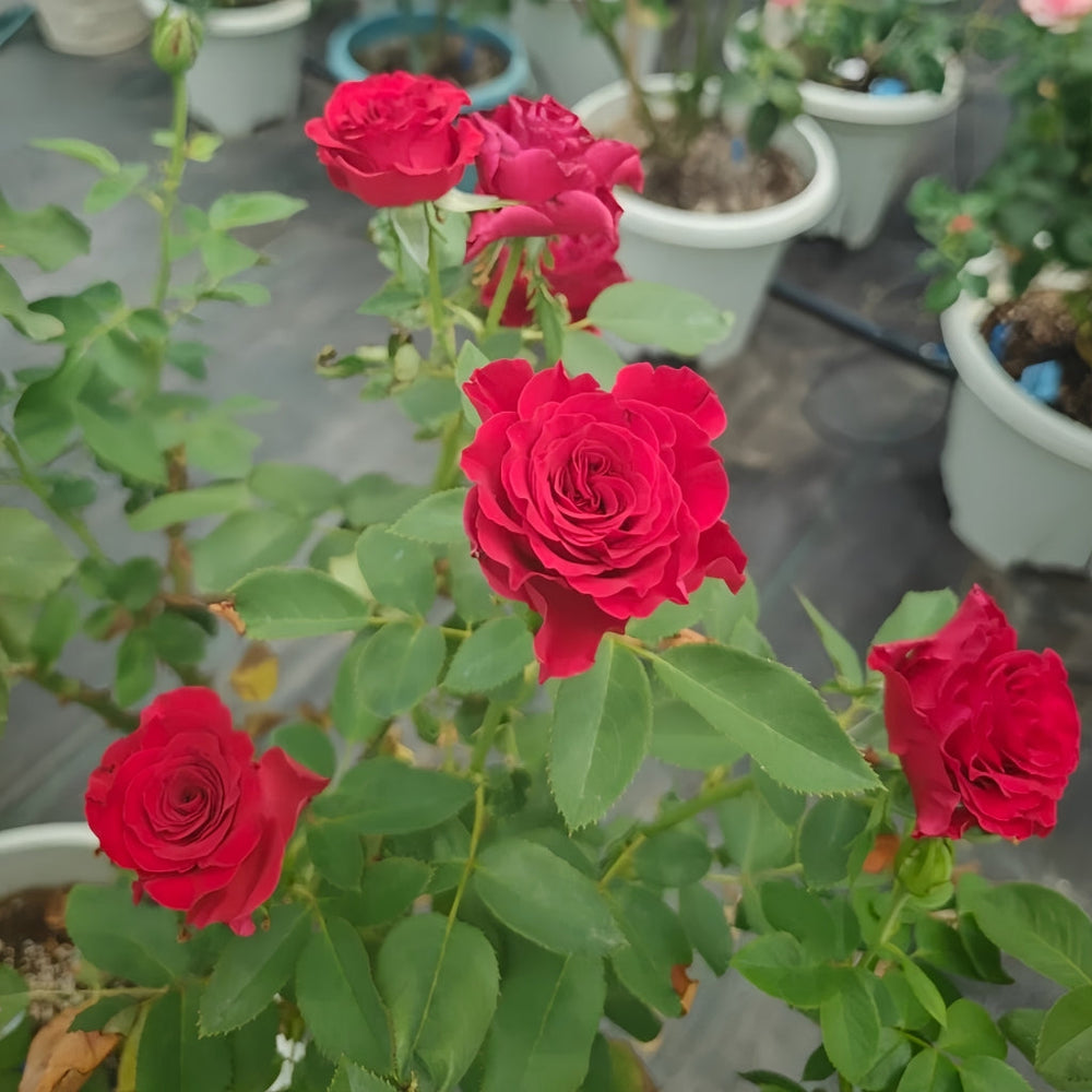 Hearts Rose