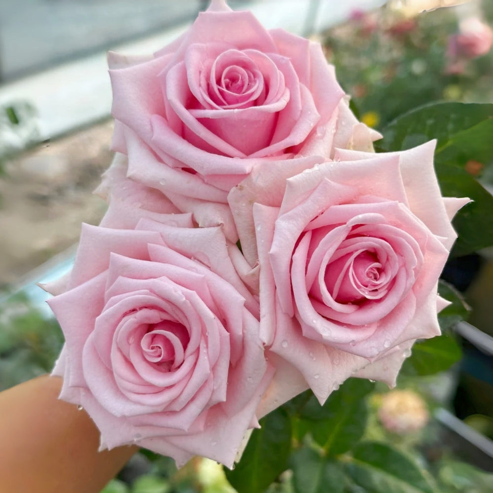 Heaven Rose