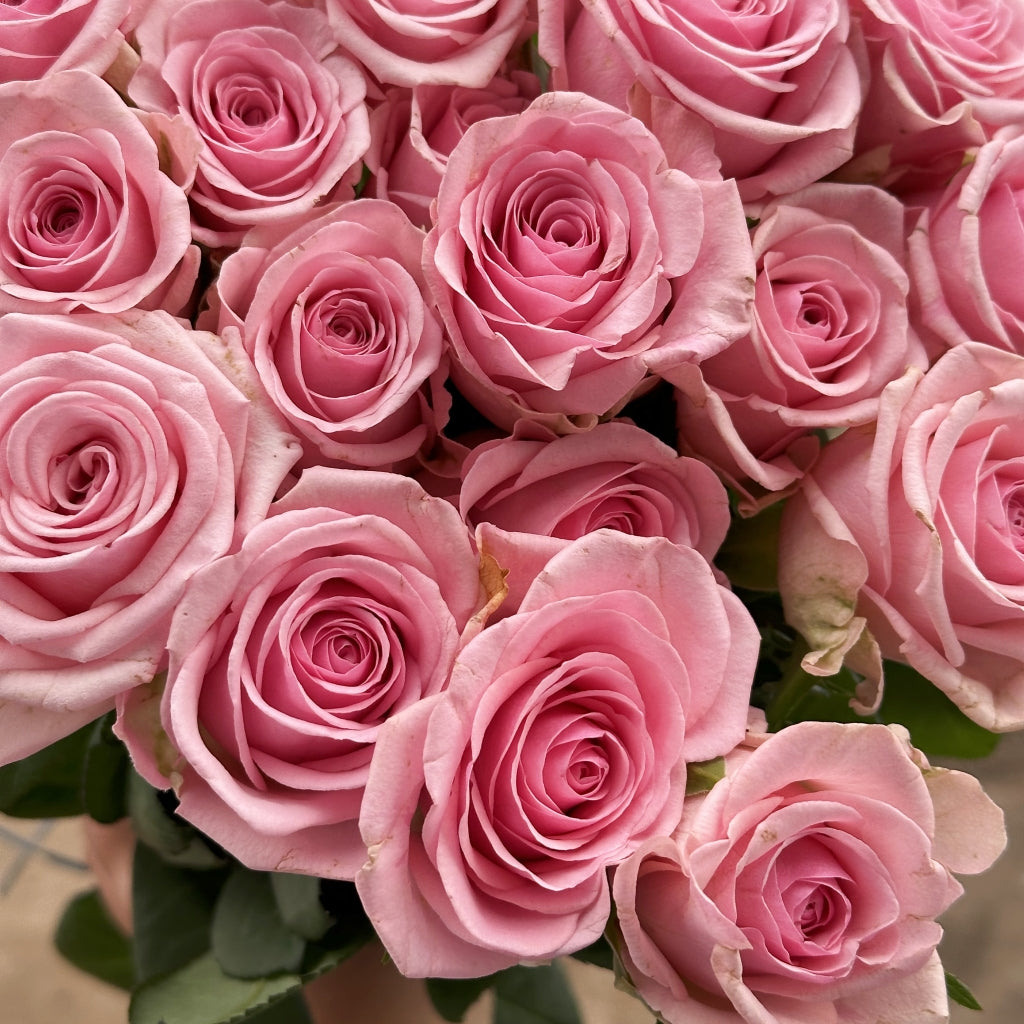 Heaven Rose