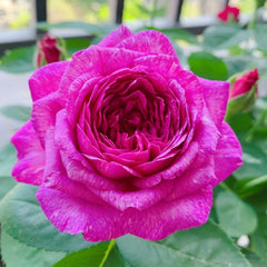Heidi Klum Rose