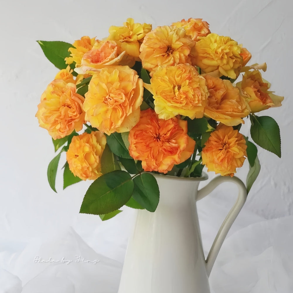 Henry Delbard Rose