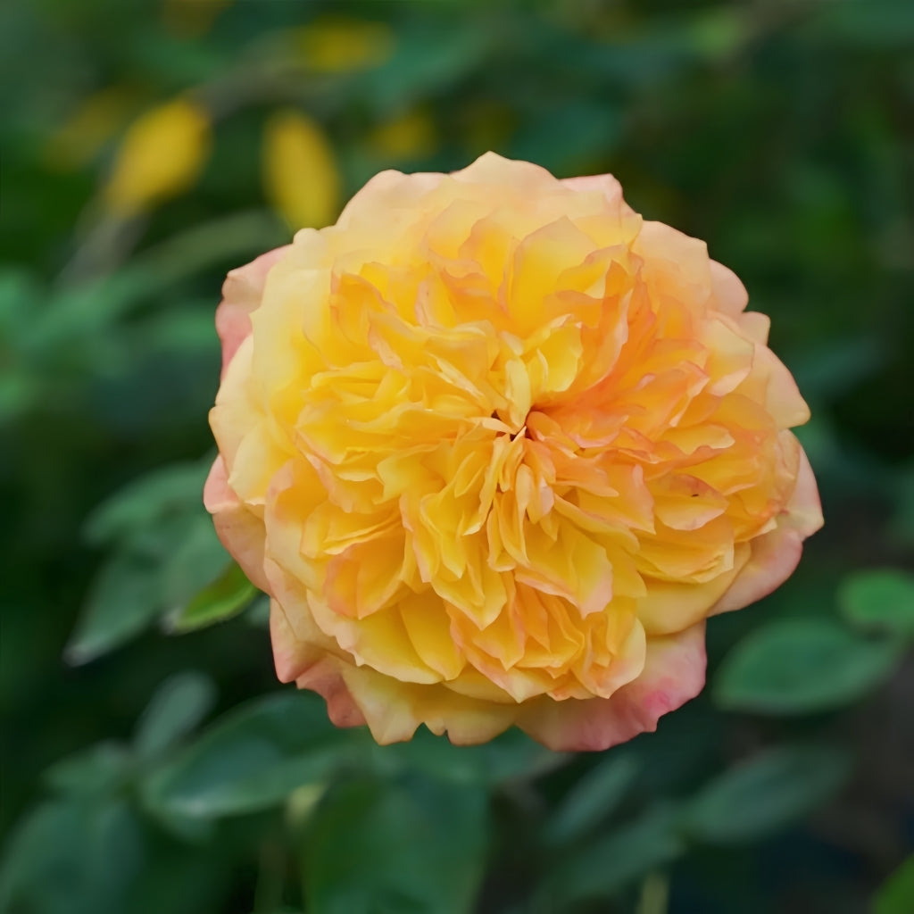 Henry Delbard Rose