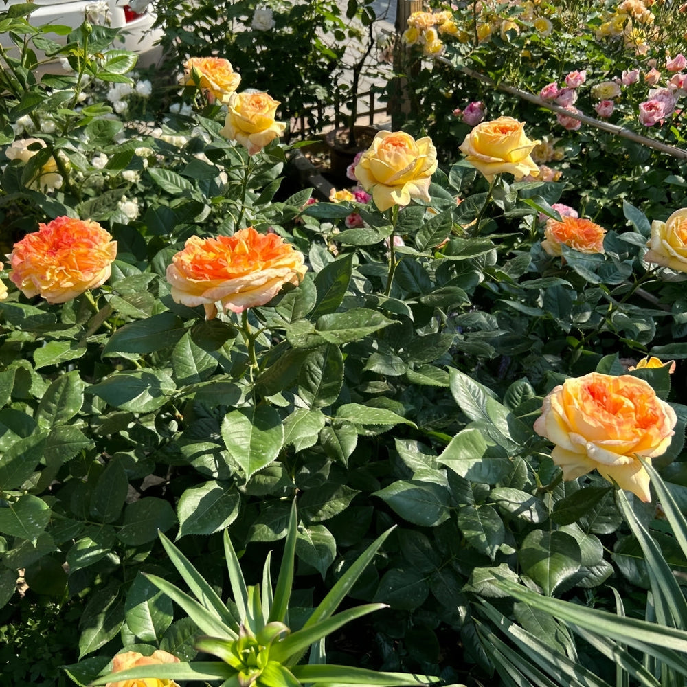 Henry Delbard Rose