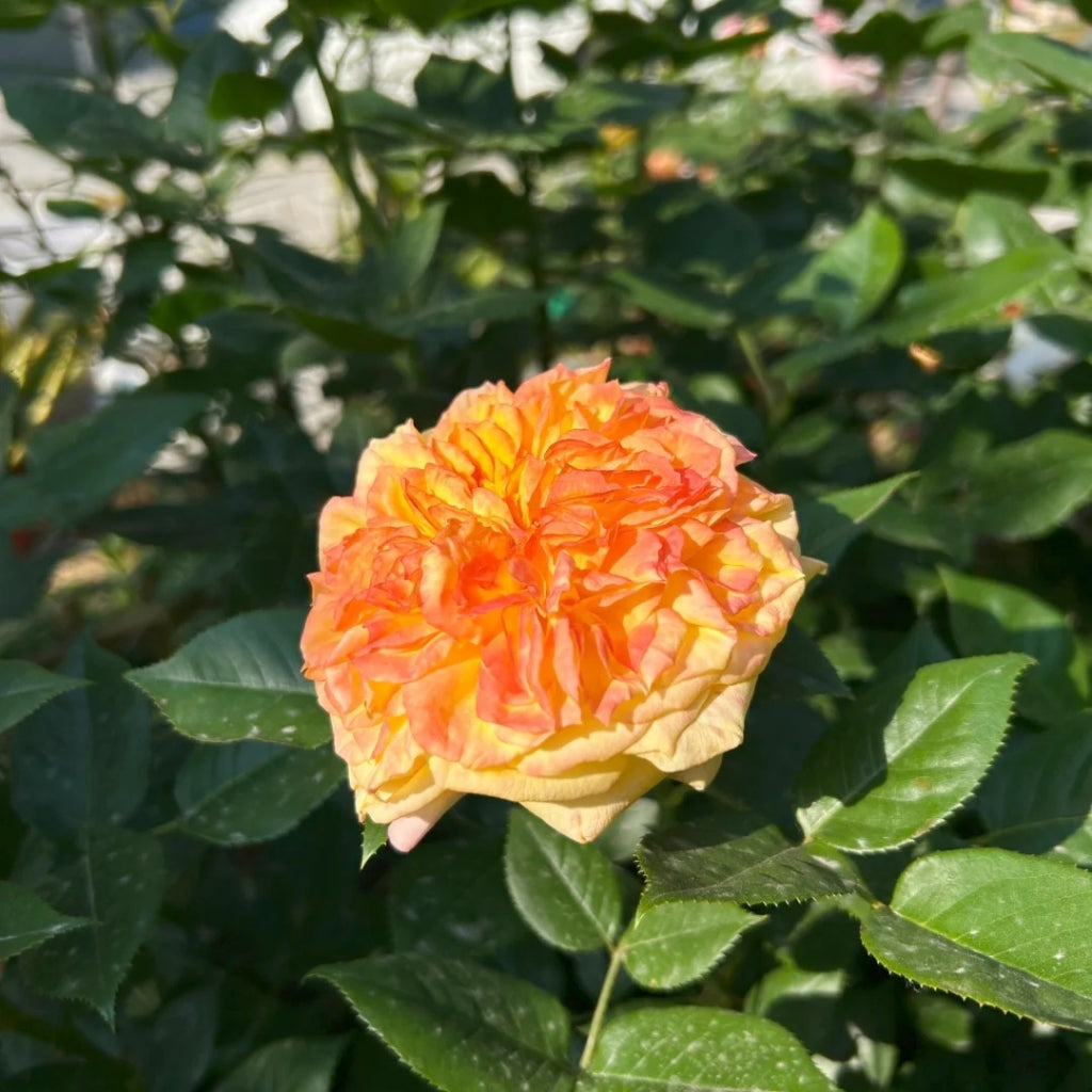 Henry Delbard Rose