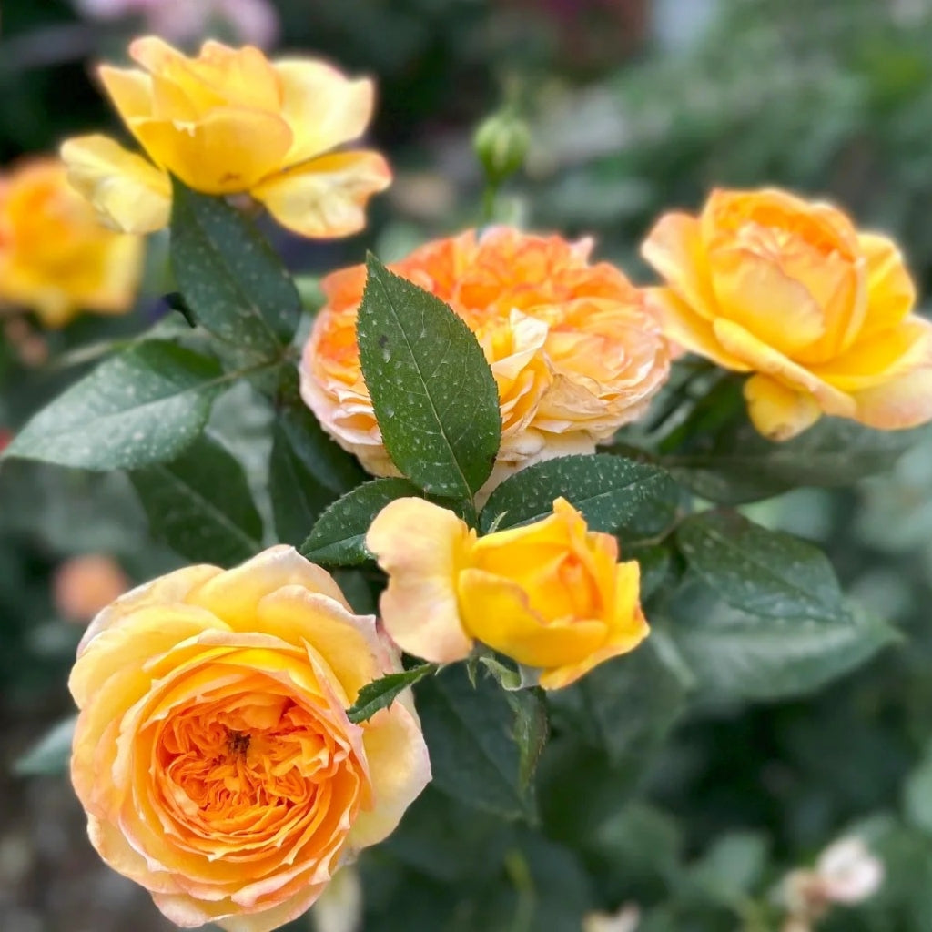 Henry Delbard Rose