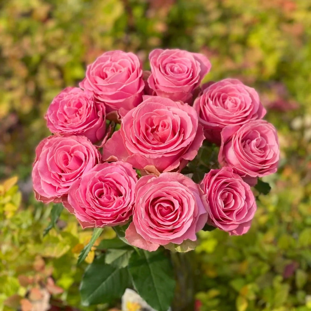 Hermosa Rose