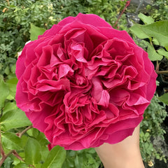 Hettie Rose