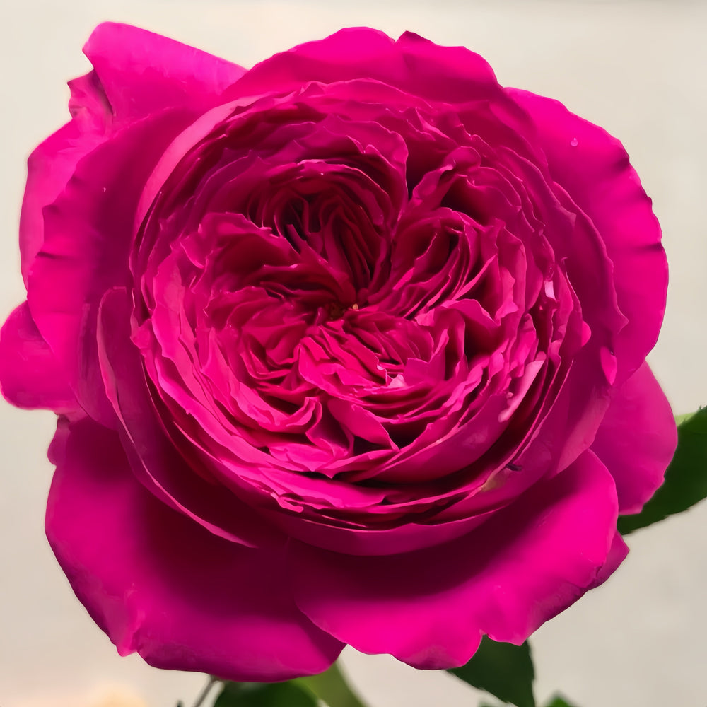 Hettie Rose
