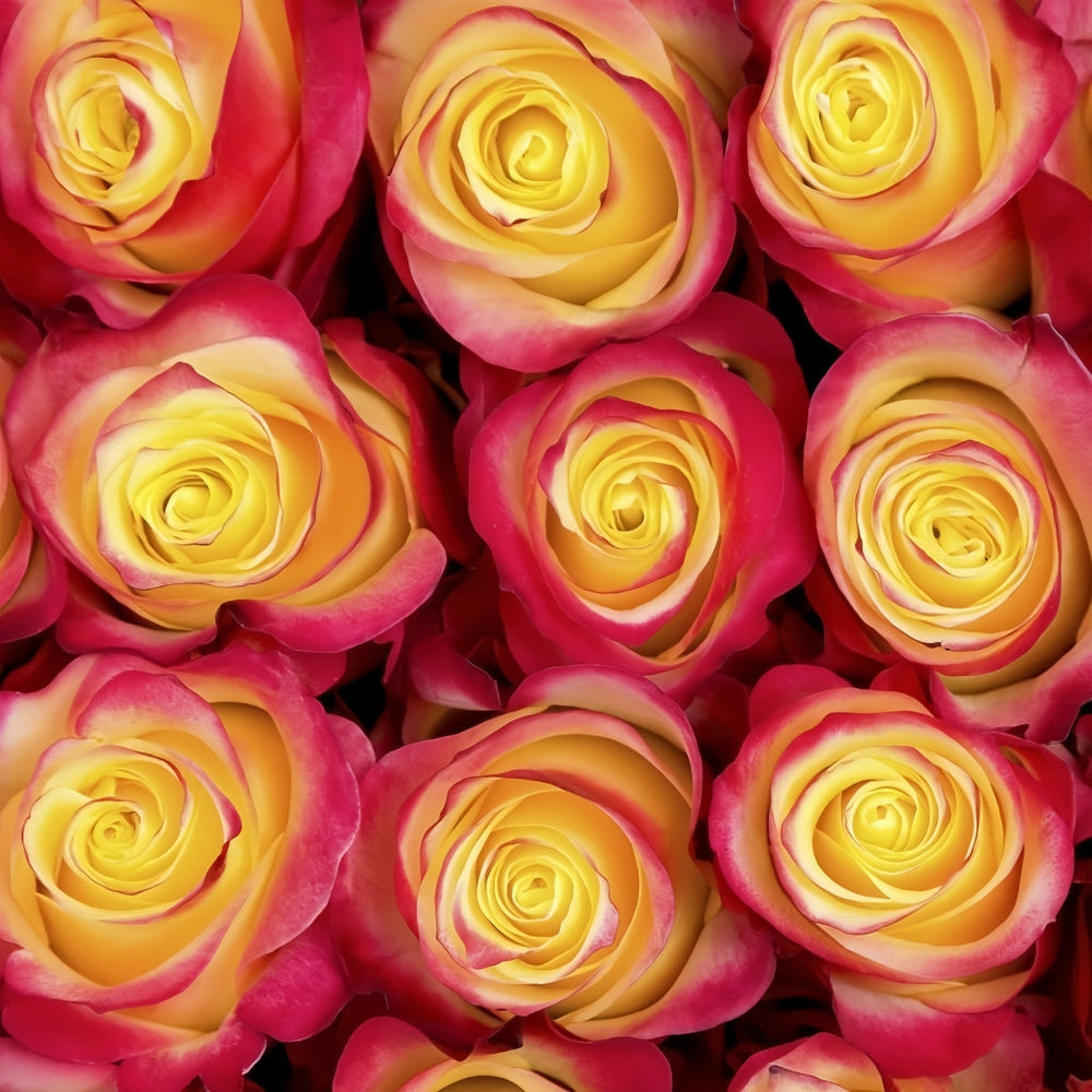 Hot Merengue Rose