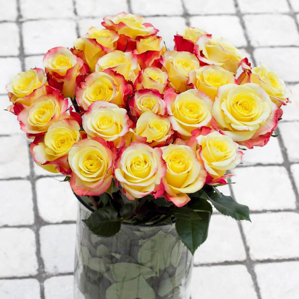 Hot Merengue Rose