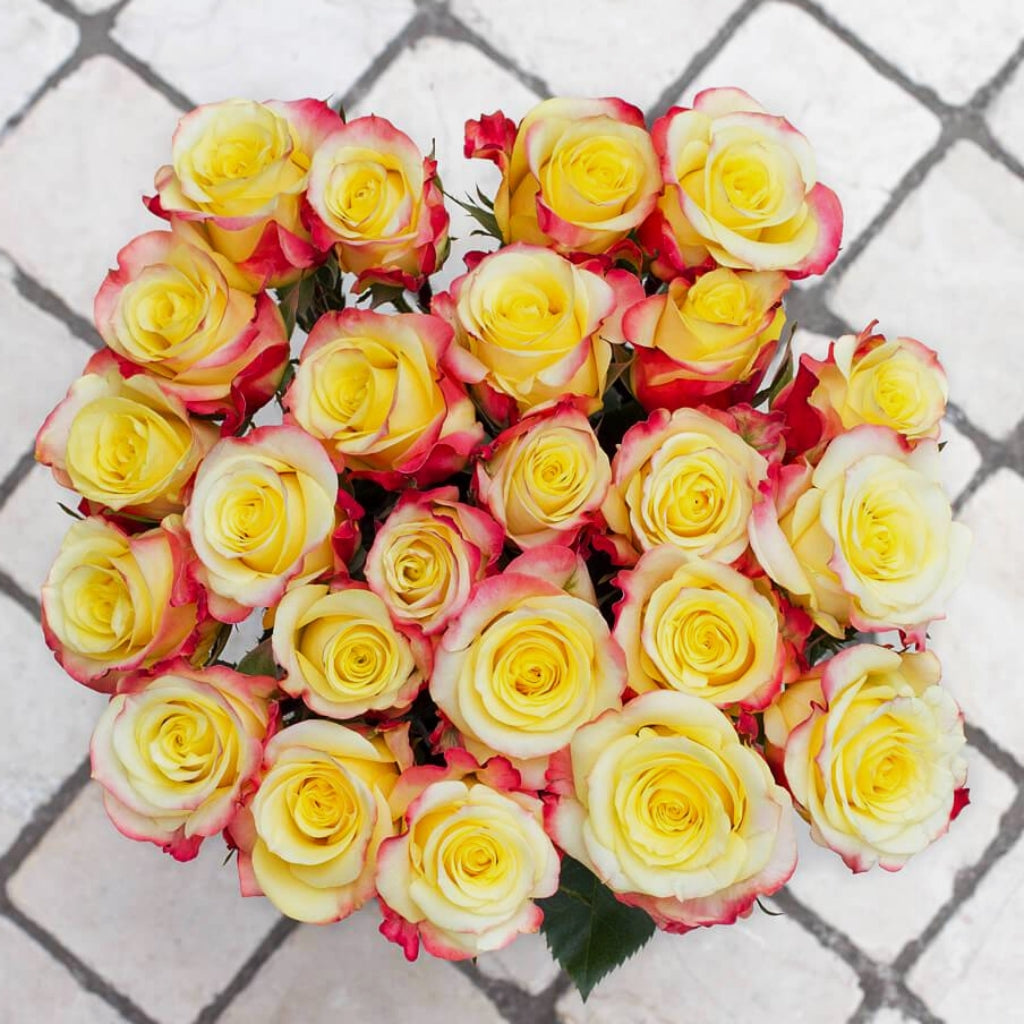 Hot Merengue Rose