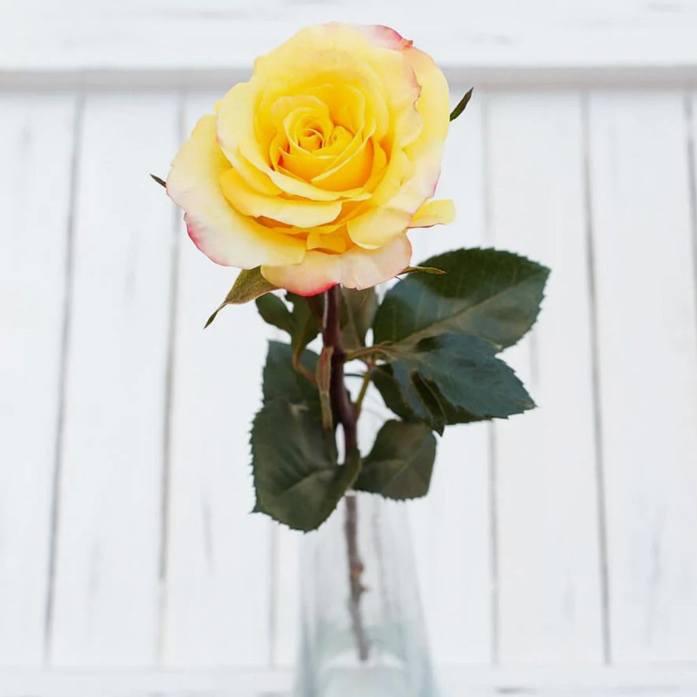 Hot Merengue Rose