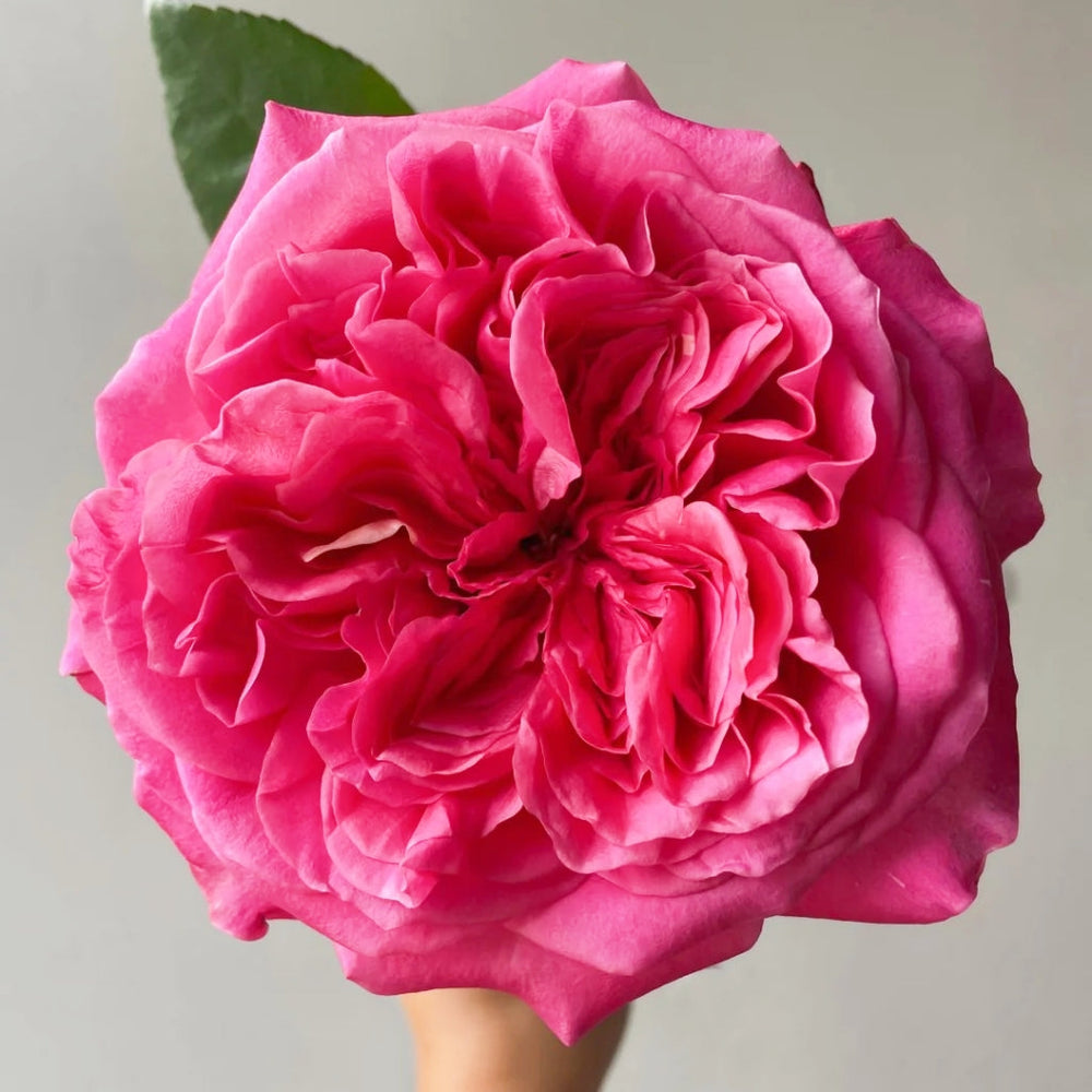 Hot X-pression Rose