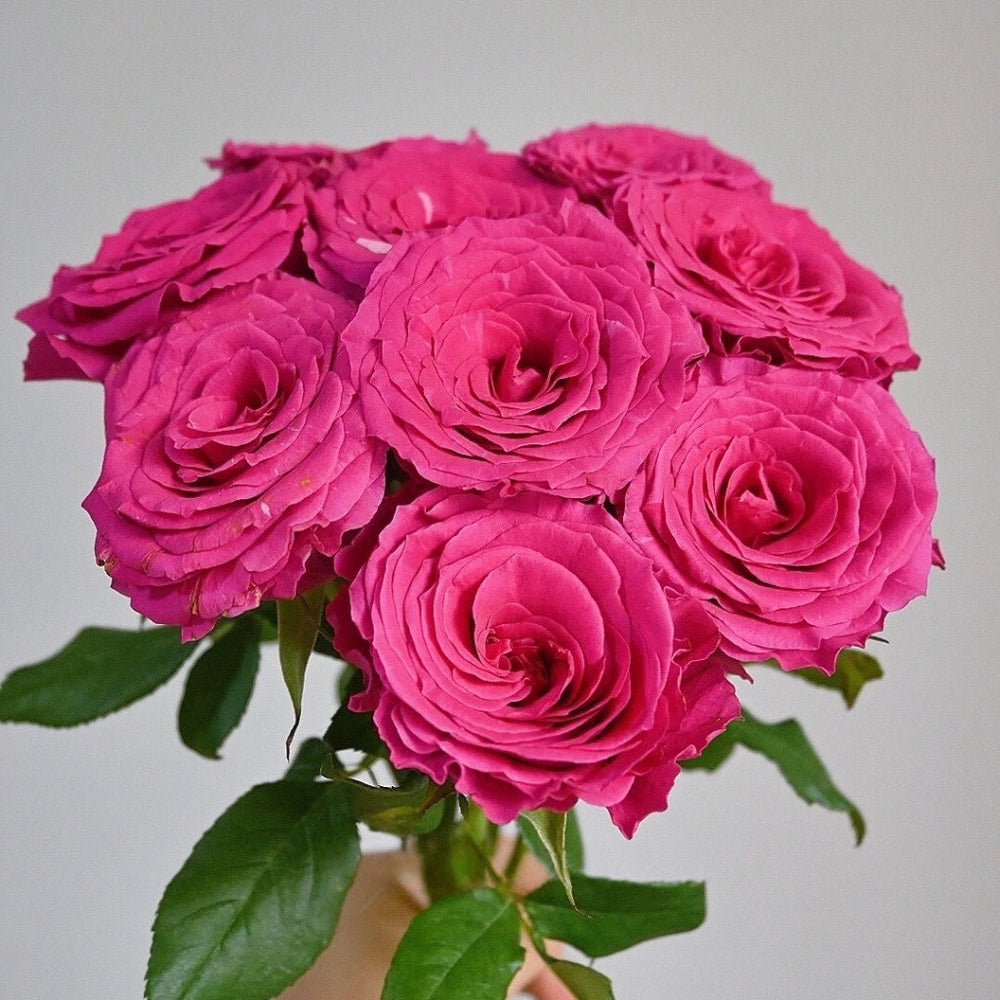Hotspot Rose
