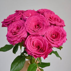 Hotspot Rose