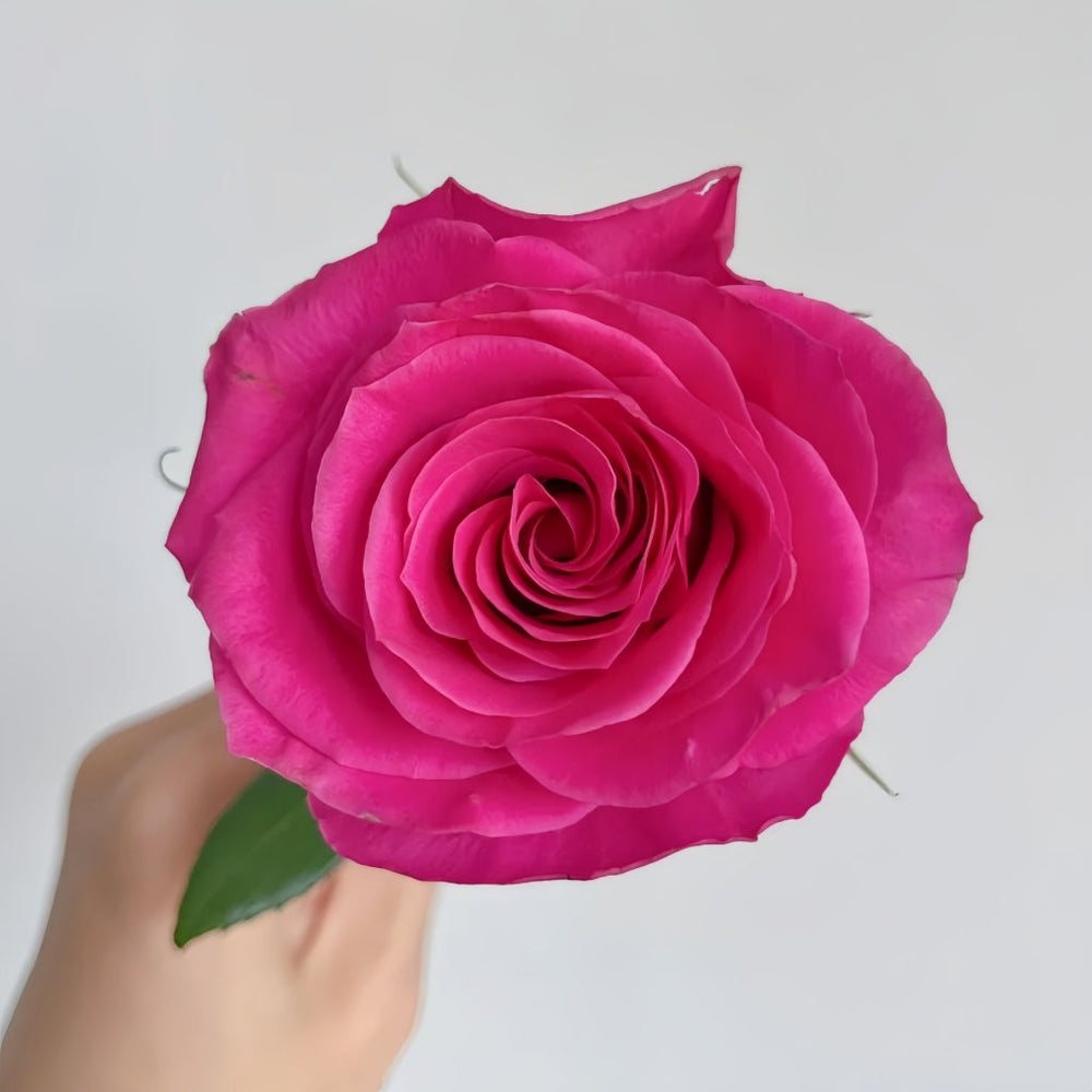 Hotspot Rose