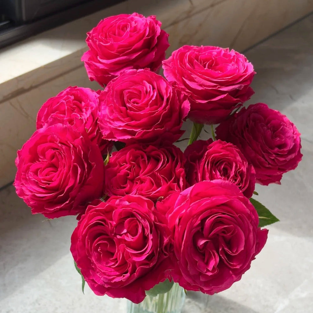 Hotspot Rose