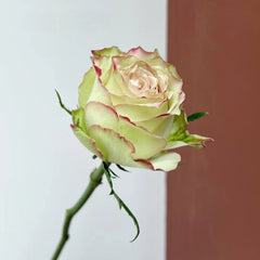 Hypnosis Rose