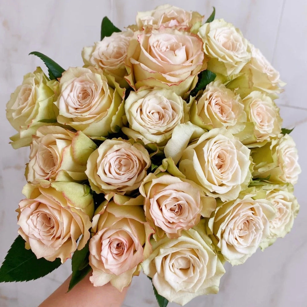Hypnosis Rose