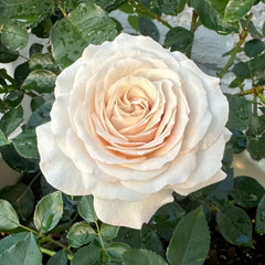 Ibuki Rose