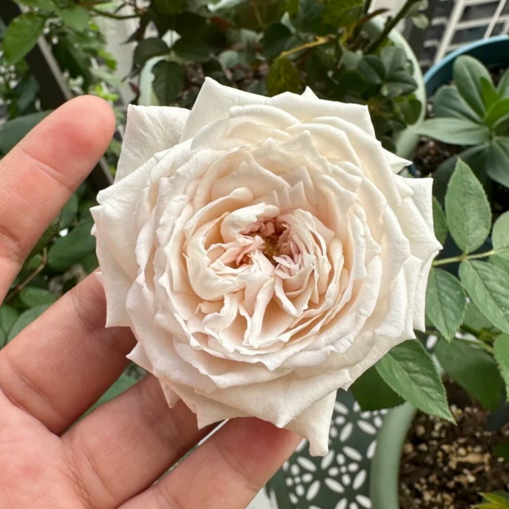 Ibuki Rose