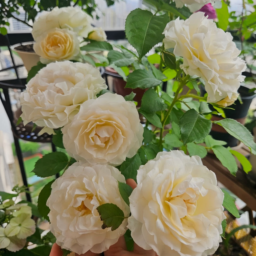 Ice Cream Balcony Rose