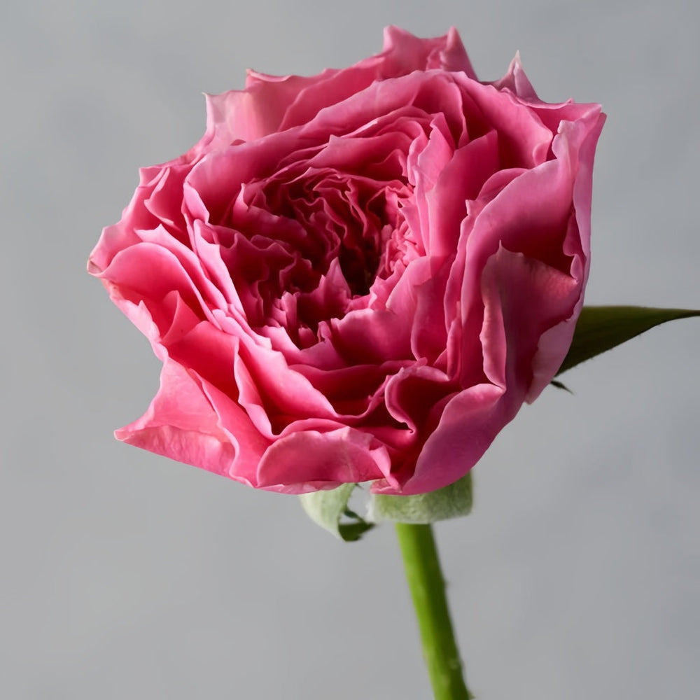 Ichika Rose