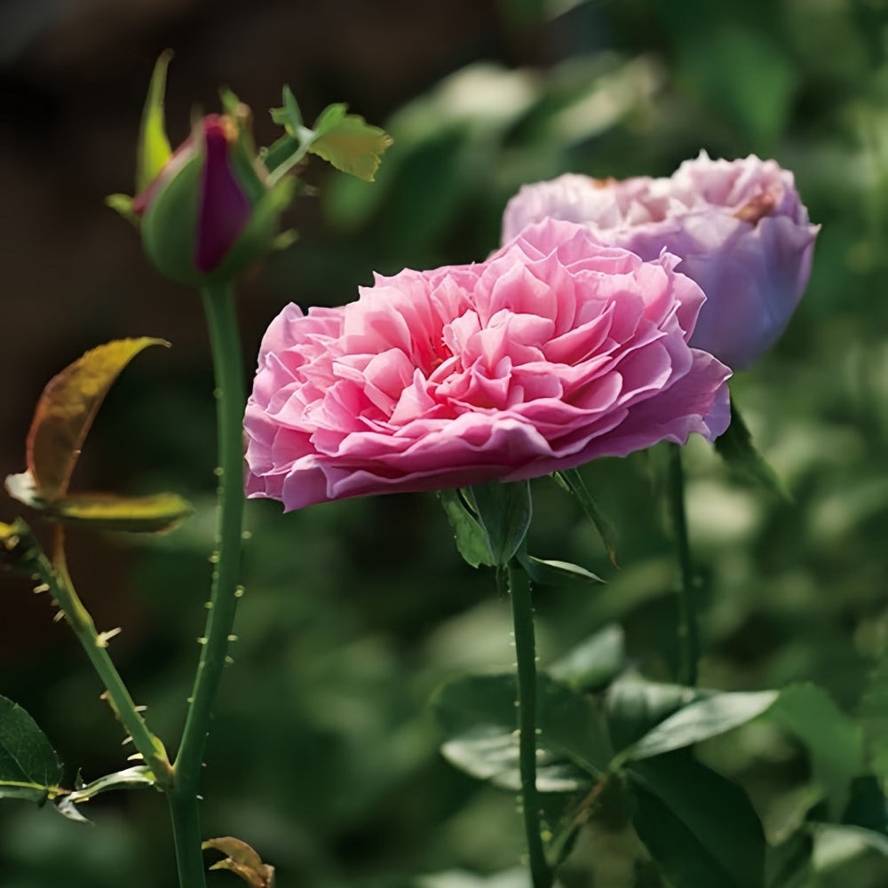 Ichika Rose