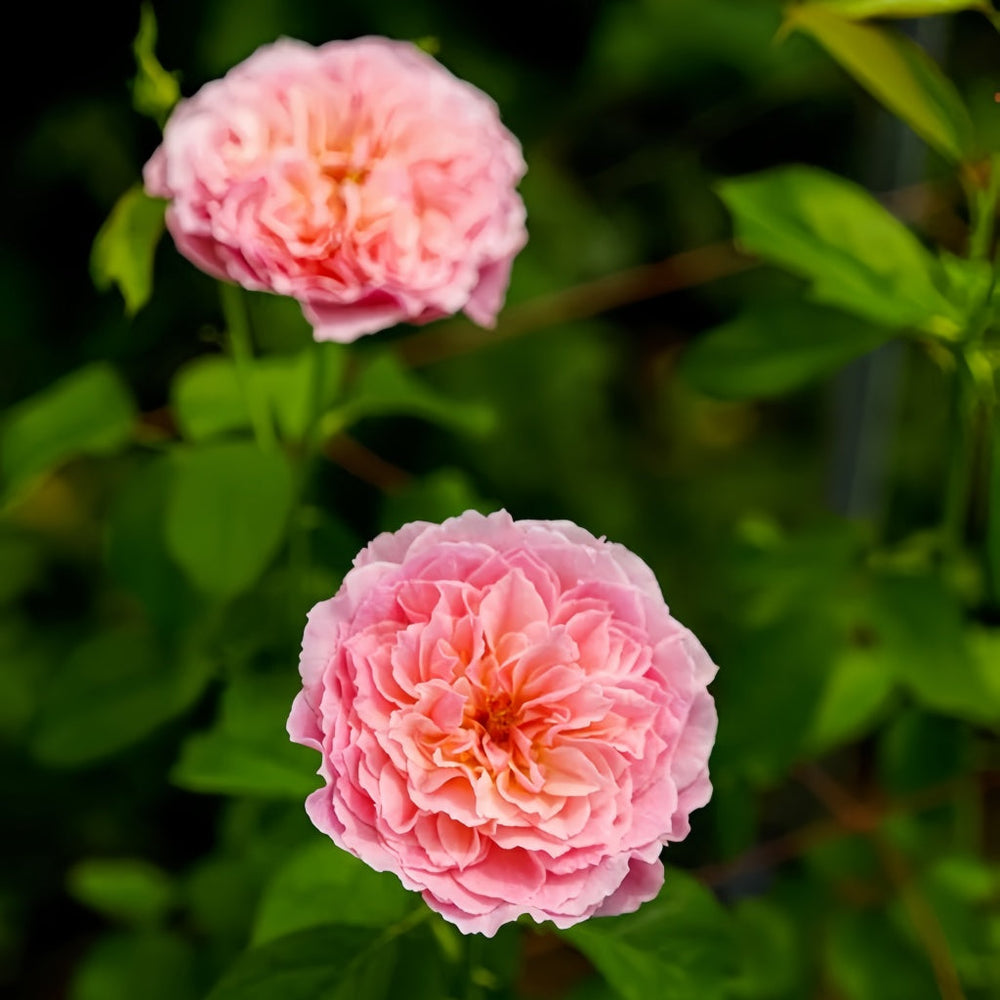 Ichika Rose