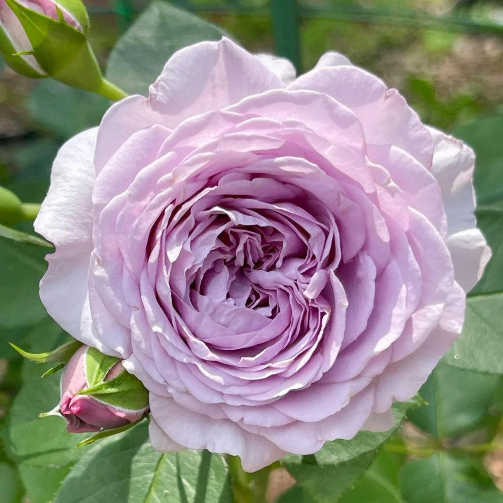 Ilias Rose
