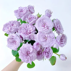 Ilias Rose