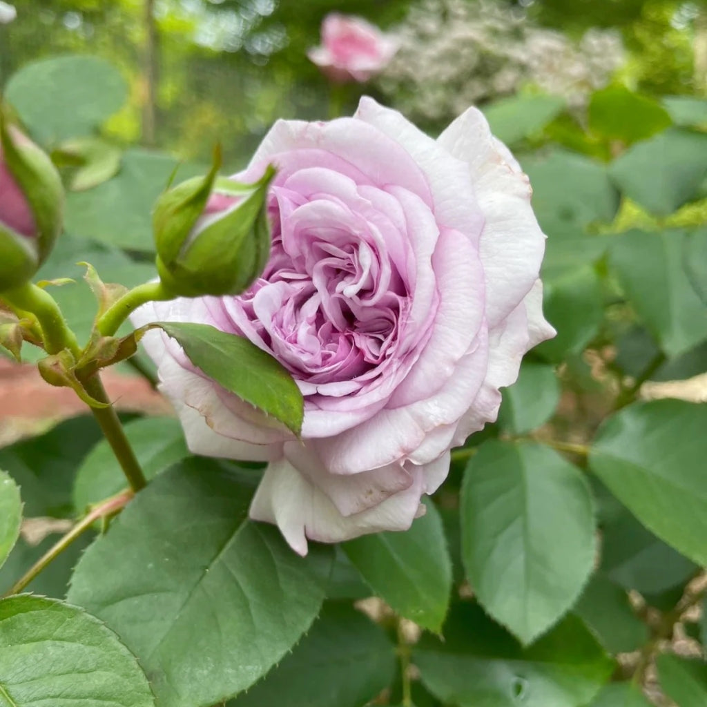 Ilias Rose