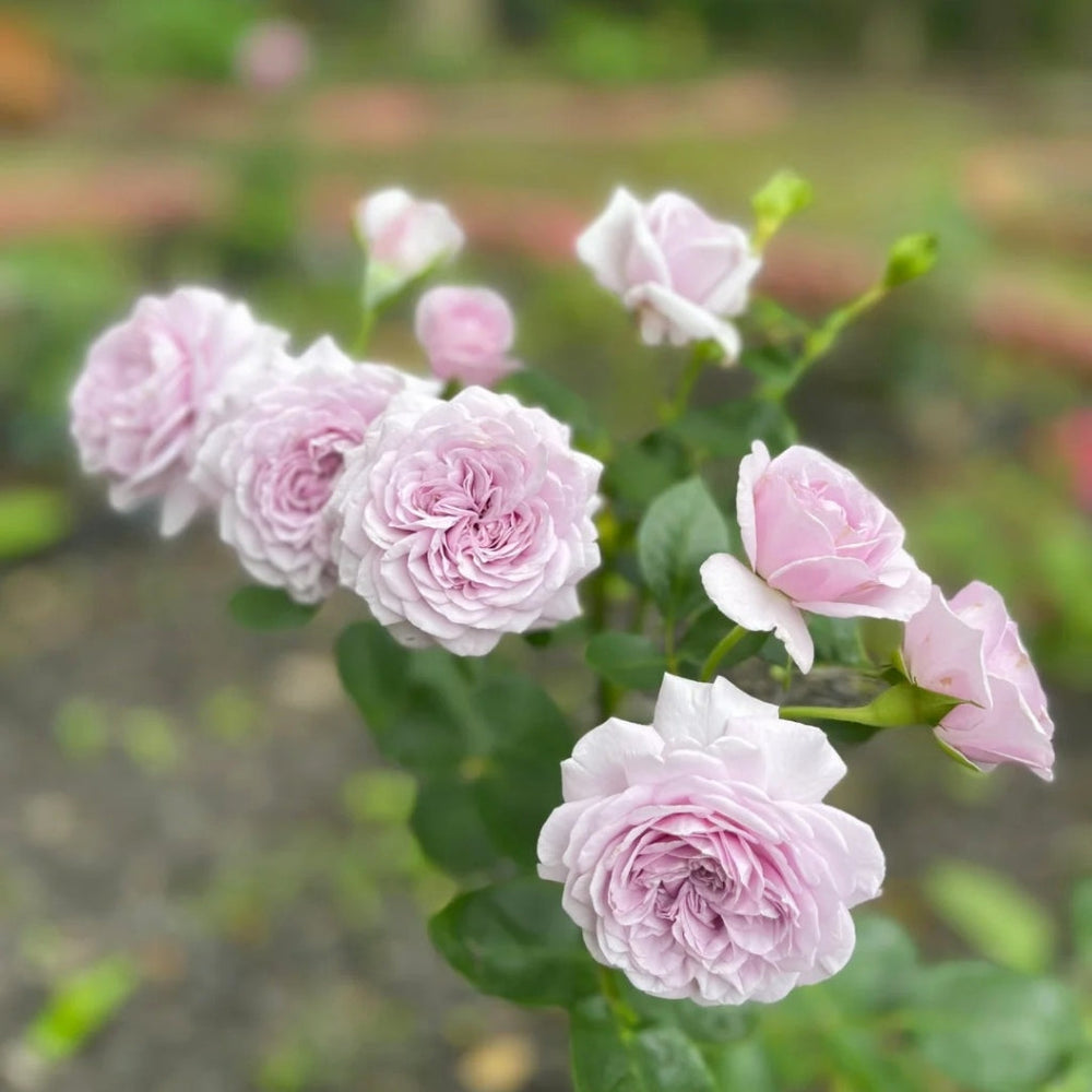 Ilias Rose