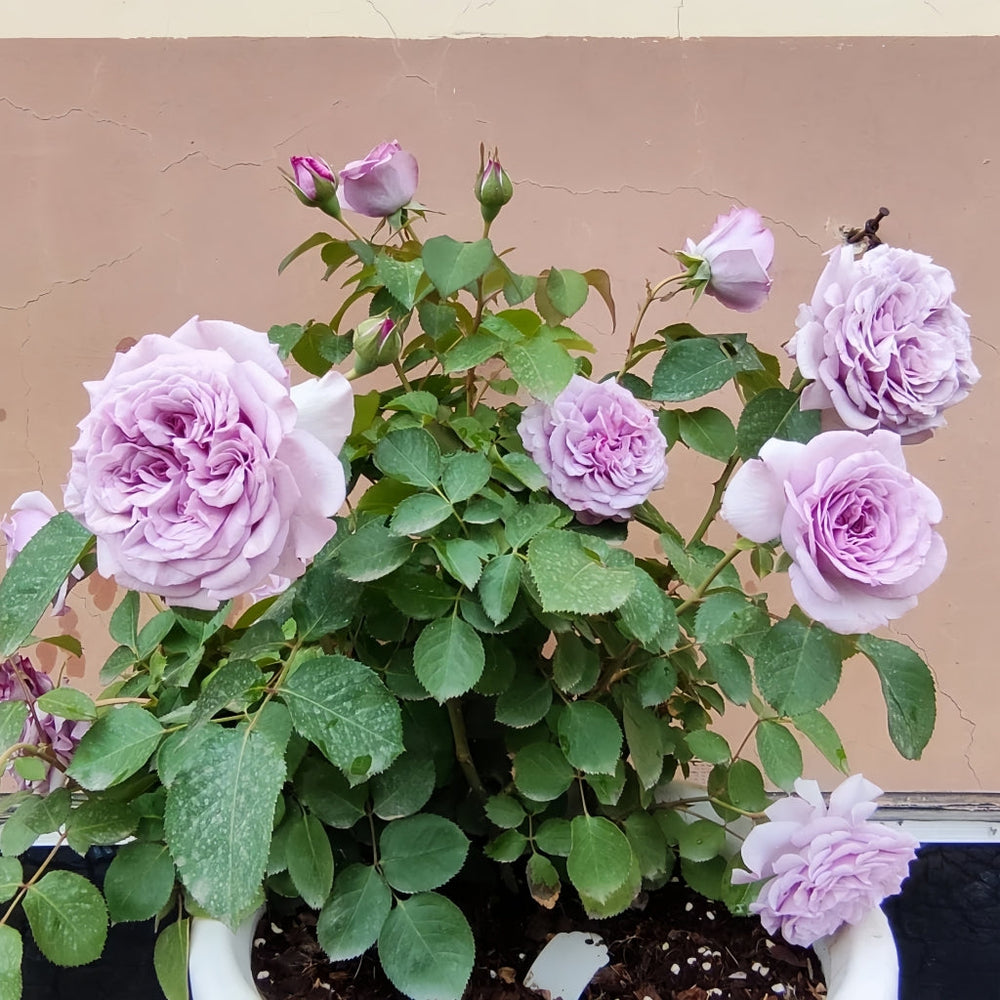 Ilias Rose