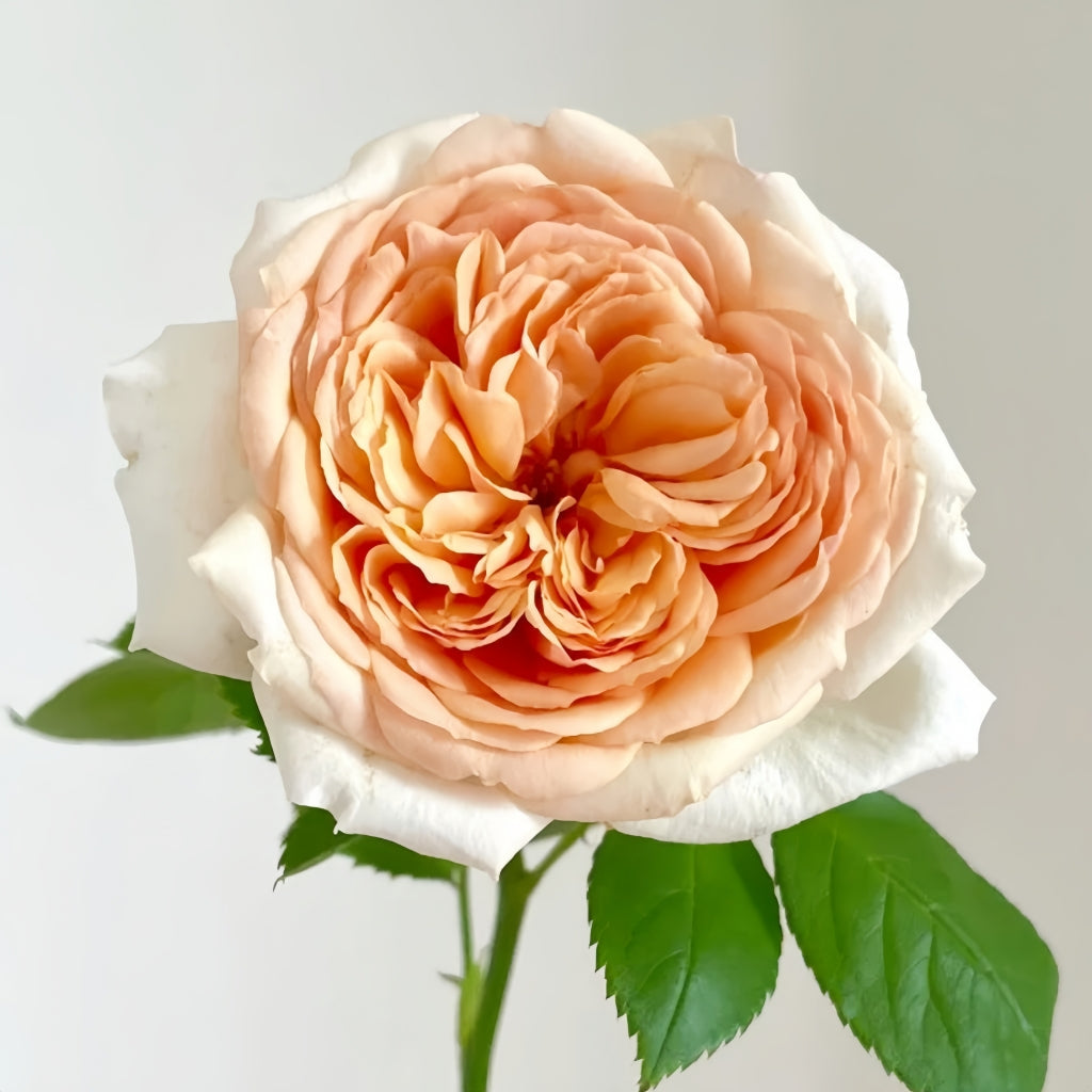 Impact Rose