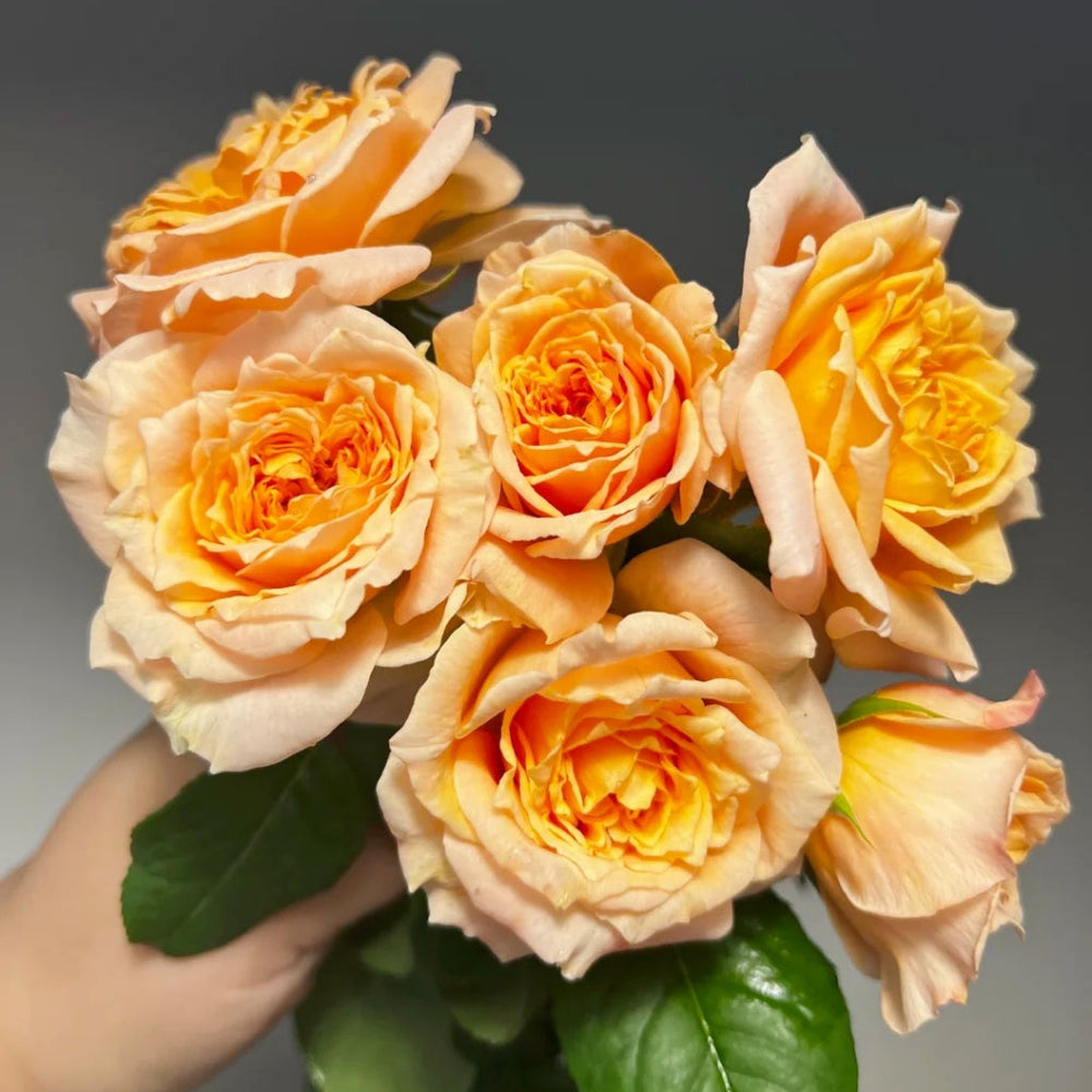 Impact Rose