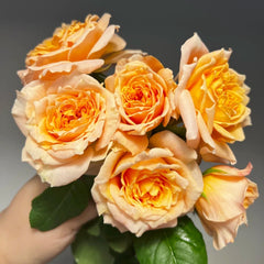 Impact Rose