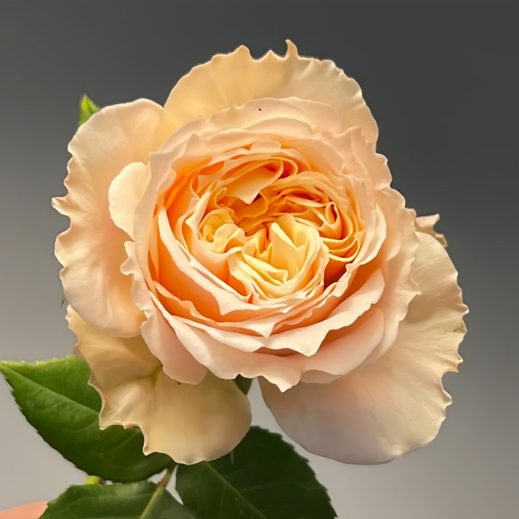 Impact Rose