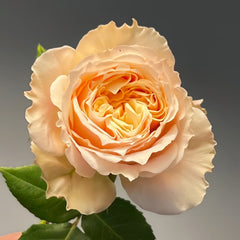 Impact Rose