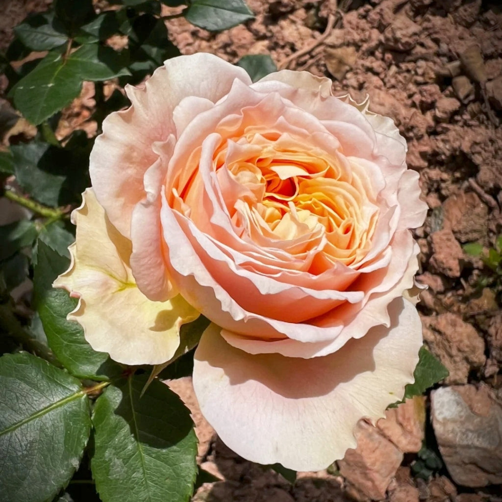Impact Rose