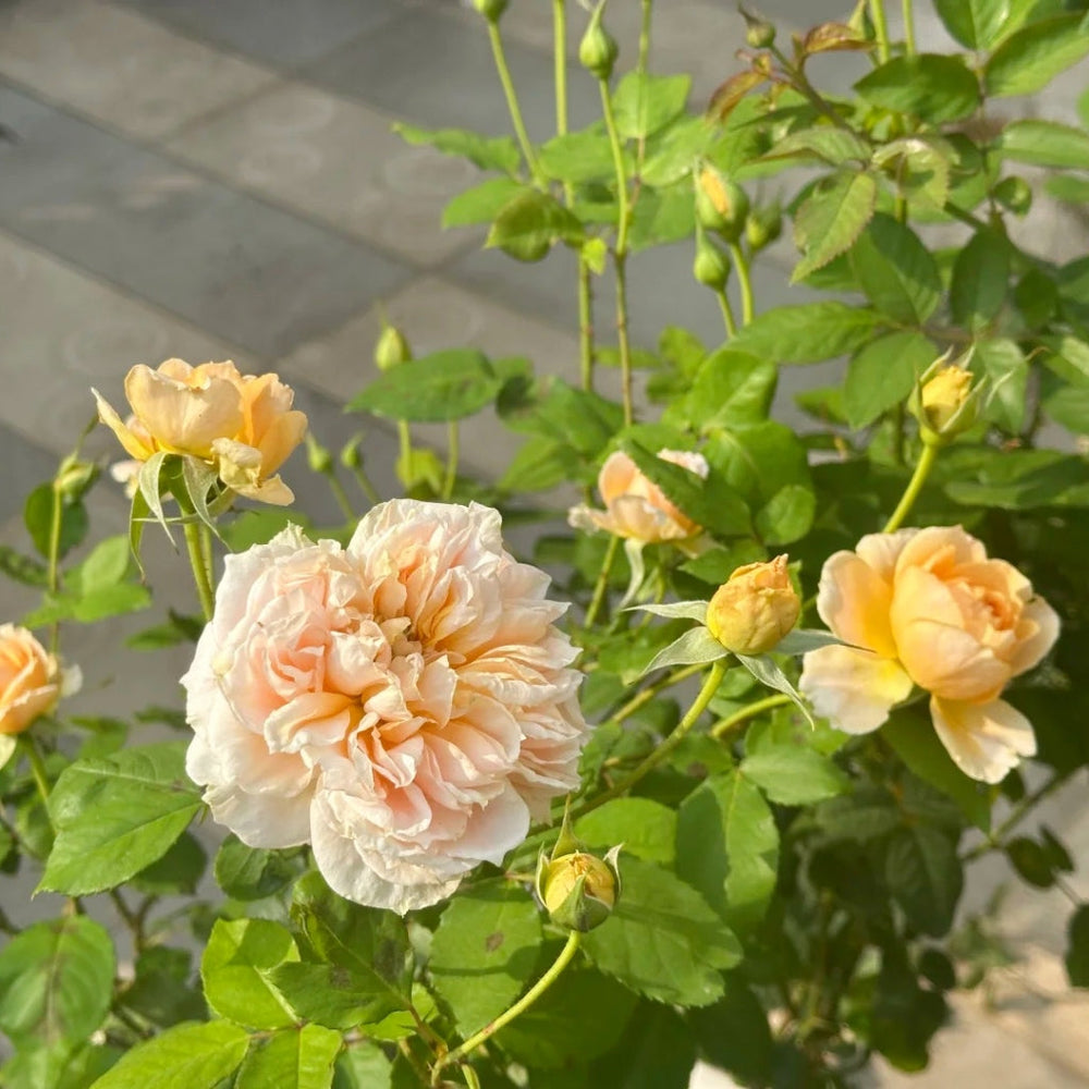 Impact Rose