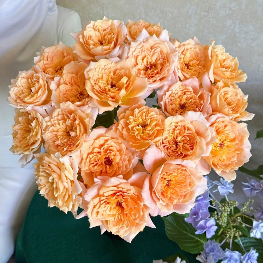 Impact Rose