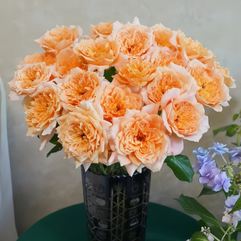 Impact Rose